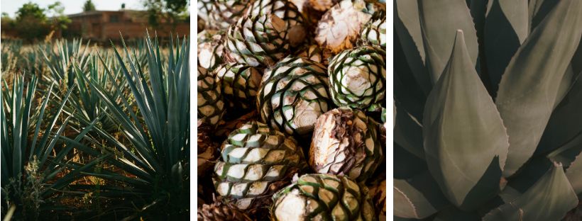 4 Los mejores whiskies calidad precio para regalar esta Navidad